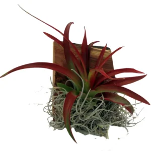 Tillandsia Air Plant Growing on Wood Hanger 3