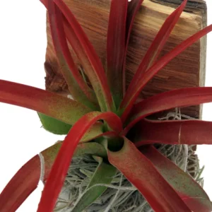 Tillandsia Air Plant Growing on Wood Hanger 3