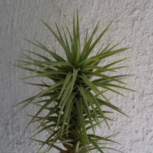 Tillandsia Araujei Green Star Air Plant 3-6" Beautiful Stellate Form