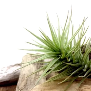 Tillandsia Araujei Green Star Air Plant 3-6