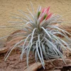 Tillandsia Atroviridipetala Air Plant Rare 3-4" Green Flowers