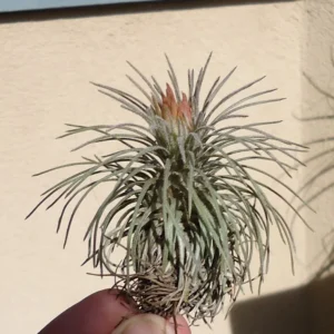 Tillandsia Atroviridipetala Air Plant Rare 3-4" Green Flowers