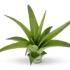 Tillandsia Brachycaulos Green Air Plant 3-4 inch Great for Terrariums