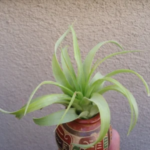 Tillandsia Brachycaulos Green Air Plant 3-4 inch Great for Terrariums