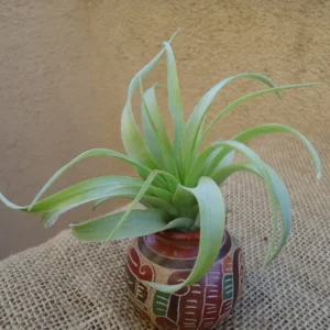 Tillandsia Brachycaulos Green Air Plant 3-4 inch Great for Terrariums