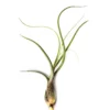 Tillandsia Butzii Air Plants 4-6 inch - Twisted Leaf Exotic