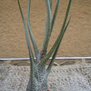 Tillandsia Butzii Air Plants 4-6 inch - Twisted Leaf Exotic