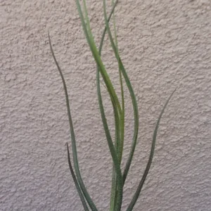 Tillandsia Butzii Air Plants 4-6 inch - Twisted Leaf Exotic