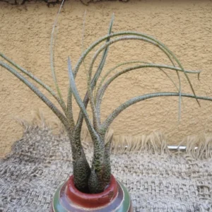 Tillandsia Butzii Air Plants 4-6 inch - Twisted Leaf Exotic
