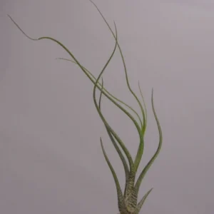 Tillandsia Butzii Air Plants 4-6 inch - Twisted Leaf Exotic