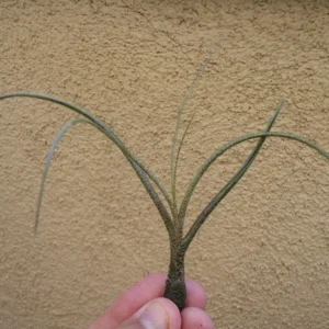 Tillandsia Butzii Air Plants 4-6 inch - Twisted Leaf Exotic