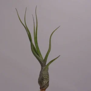 Tillandsia Butzii Air Plants 4-6 inch - Twisted Leaf Exotic