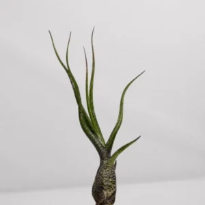 Tillandsia Butzii Air Plants 4-6 inch - Twisted Leaf Exotic