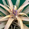 Tillandsia Capitata Peach Air Plant 3-4" - Unique Indoor Plant