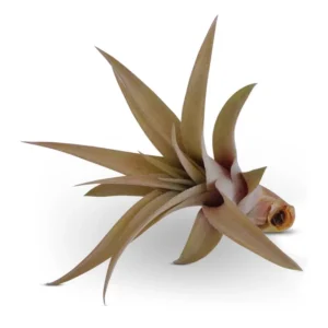 Tillandsia Capitata Peach Air Plant 3-4