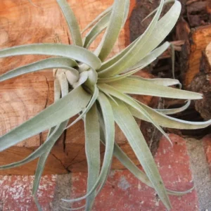Tillandsia Capitata Peach Air Plant 3-4