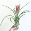 Tillandsia Caput Medusae Giant Air Plant 8-12" Fuzzy Green