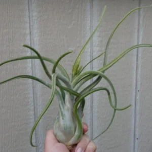 Tillandsia Caput Medusae Giant Air Plant 8-12" Fuzzy Green