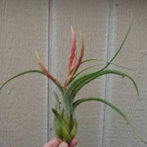 Tillandsia Caput Medusae Giant Air Plant 8-12
