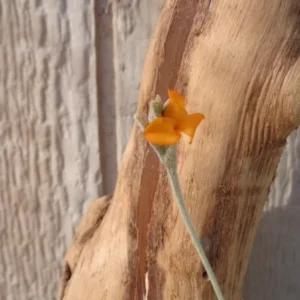 Tillandsia Crocata Orange Flower Air Plant Fragrant Orange Flower