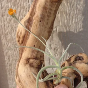 Tillandsia Crocata Orange Flower Air Plant Fragrant Orange Flower