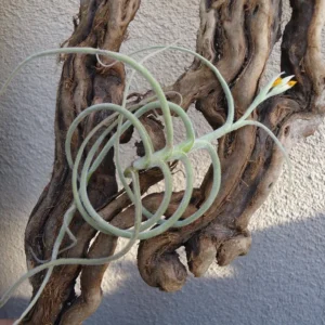 Tillandsia Crocata Orange Flower Air Plant Fragrant Orange Flower