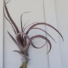 Tillandsia Durangensis Rare Air Plant 4-9 inch Curly Purple Leaves