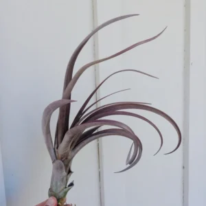 Tillandsia Durangensis Rare Air Plant 4-9 inch Curly Purple Leaves