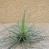 Tillandsia Filifolia Air Plant 3-4 Inch Great Color