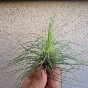 Tillandsia Filifolia Air Plant 3-4 Inch Great Color