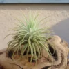 Tillandsia Fuchsii Thick Leaf Air Plant - Rare Variety
