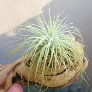Tillandsia Fuchsii Thick Leaf Air Plant - Rare Variety