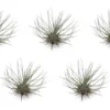 Tillandsia Fuchsii v Gracilis Air Plant - Small Exotic Air Plant