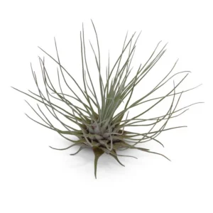 Tillandsia Fuchsii v Gracilis Air Plant - Small Exotic Air Plant