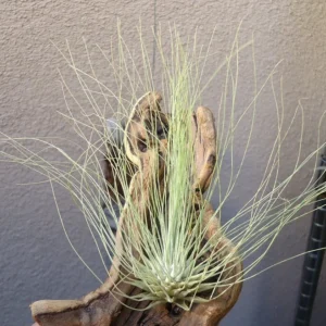 Tillandsia Fuchsii v Gracilis Air Plant - Small Exotic Air Plant
