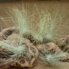 Tillandsia Fuchsii v Gracilis Air Plants 5 Pack, Small Decorative Air Plants