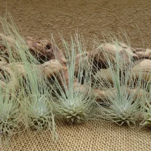 Tillandsia Fuchsii v Gracilis Air Plants 5 Pack, Small Decorative Air Plants