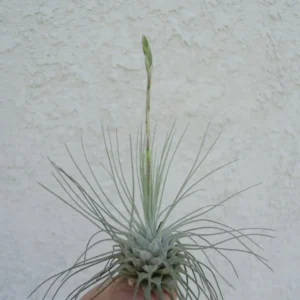 Tillandsia Fuchsii v Gracilis Air Plants 5 Pack, Small Decorative Air Plants