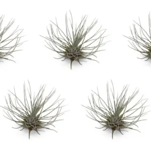 Tillandsia Fuchsii v Gracilis Air Plants 5 Pack, Small Decorative Air Plants