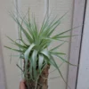 Tillandsia Gardneri Air Plant 4-6" Great Shape USA Grown