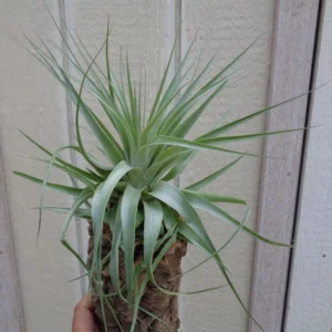 Tillandsia Gardneri Air Plant 4-6