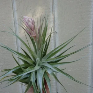 Tillandsia Gardneri Air Plant 4-6" Great Shape USA Grown