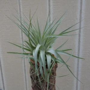 Tillandsia Gardneri Air Plant 4-6