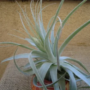 Tillandsia Gardneri Air Plant 4-6