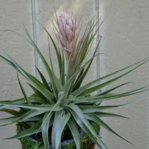 Tillandsia Gardneri Air Plant 4-6