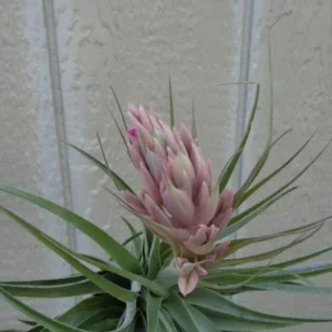 Tillandsia Gardneri Air Plant 4-6