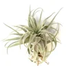 Tillandsia Gardneri v Rupicola Rare Air Plants - 4-5 inch Air Plant - Green Fuzzy Leaves