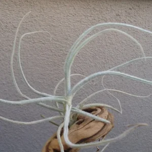Tillandsia Graomogolensis Air Plant 3-4 inch Fuzzy White Leaves