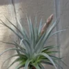 Tillandsia Guelizii Air Plant - Rosette Form - 4-6 inch - Silver/Green Leaves