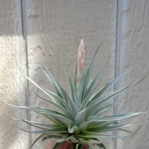 Tillandsia Guelizii Air Plant - Rosette Form - 4-6 inch - Silver/Green Leaves